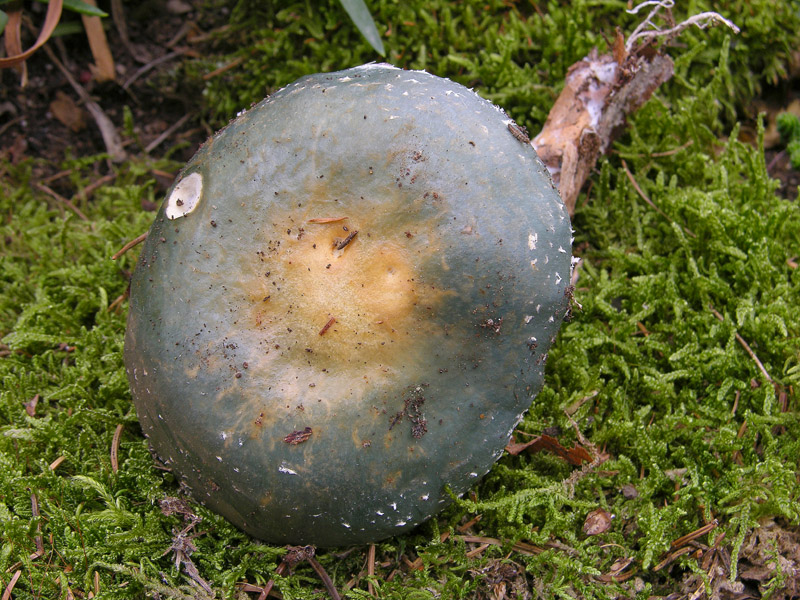 Un fosso......e una marea di funghi.(parte 3)